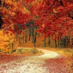 Foliage in Tuscany