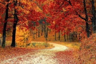 Foliage in Tuscany