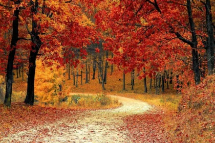 Foliage in Tuscany