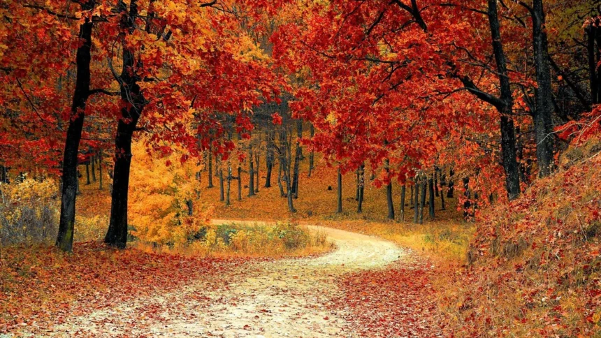 Foliage in Tuscany